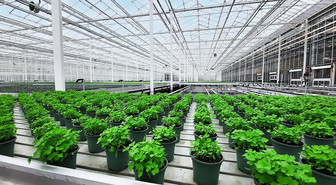 Plant de Coriandre Bio frais : le pot à Prix Carrefour